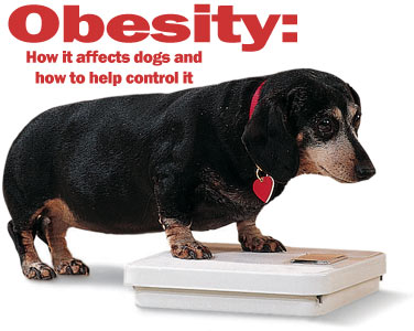Obesity in Dogs