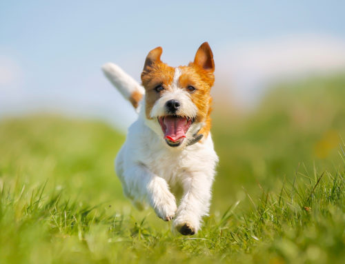 The Benefits Dog Boarding in Clearwater, Florida